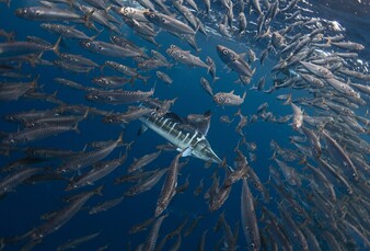 Photo courtesy and copyright of Jacopo BRUNETTI (www.cabosharkdive.com).